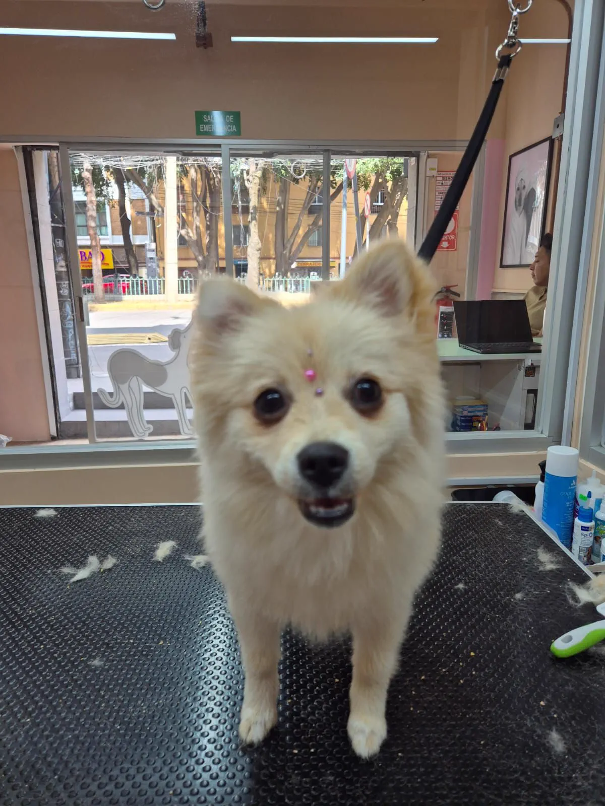 Cliente peludito después de recibir grooming en Hipódromo Condesa