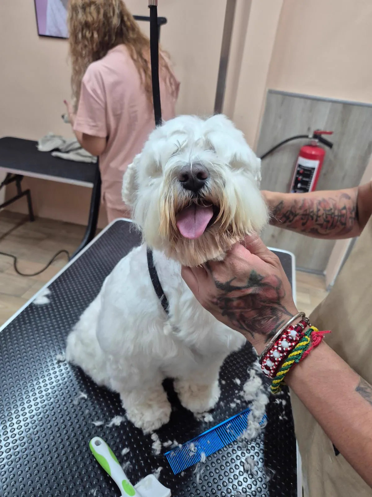 Perrito listo después de su cita de grooming en Patitas Spa Condesa